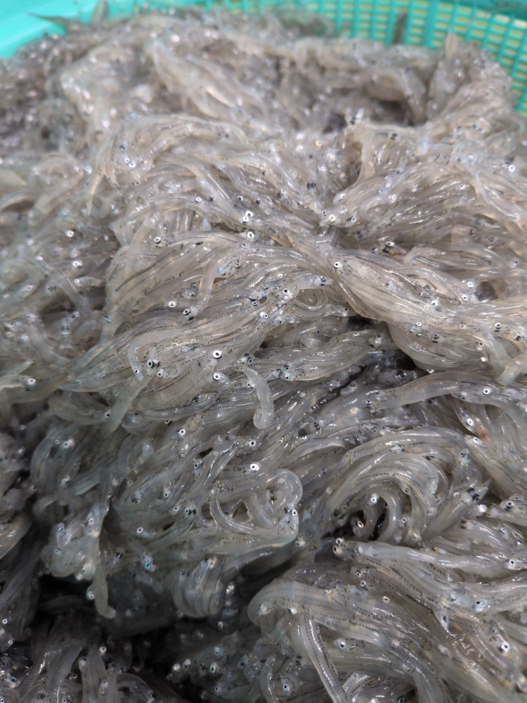 シラスとれました