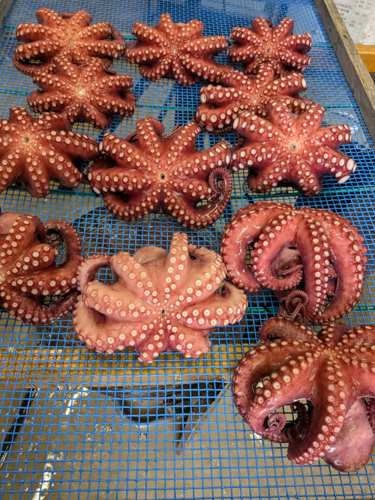タコ