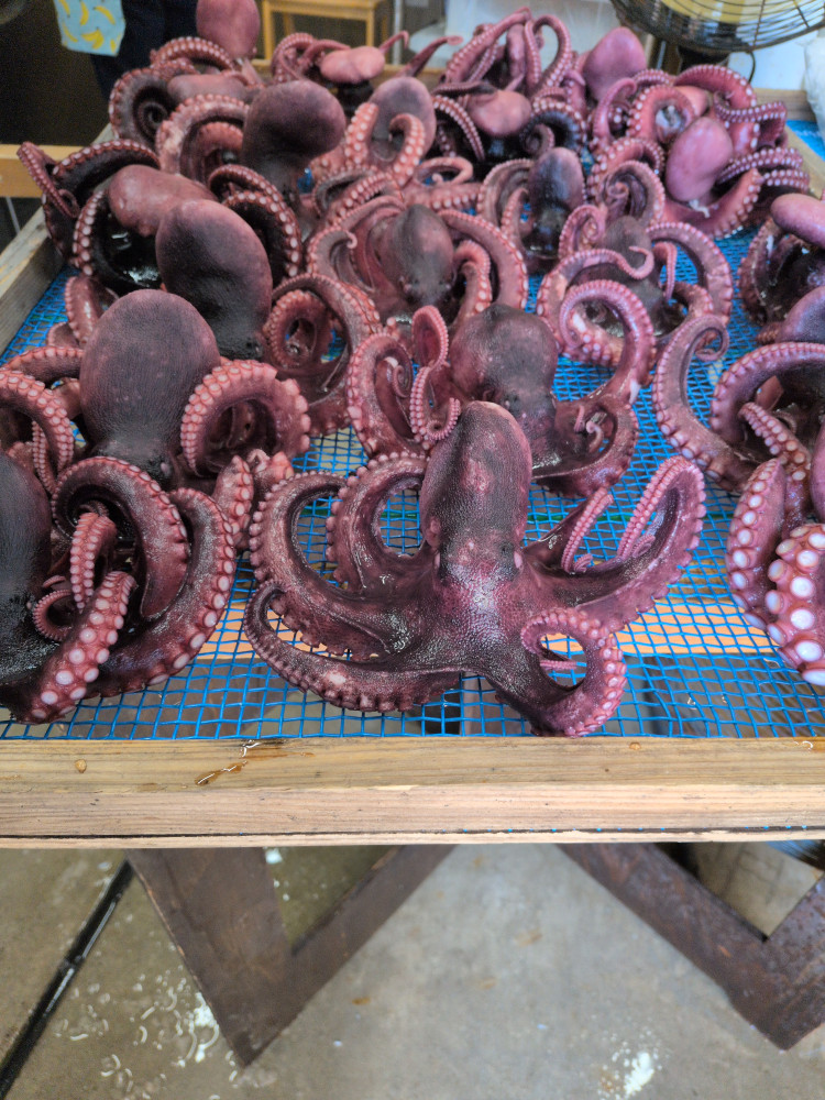 タコ　ファイナル