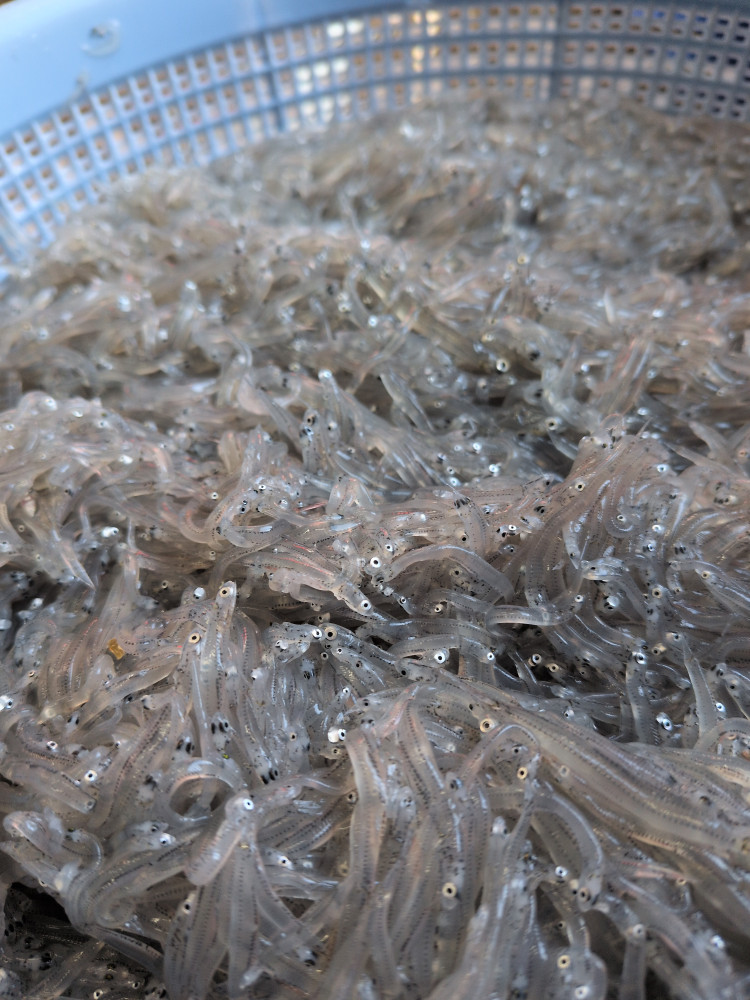シラスとれました!