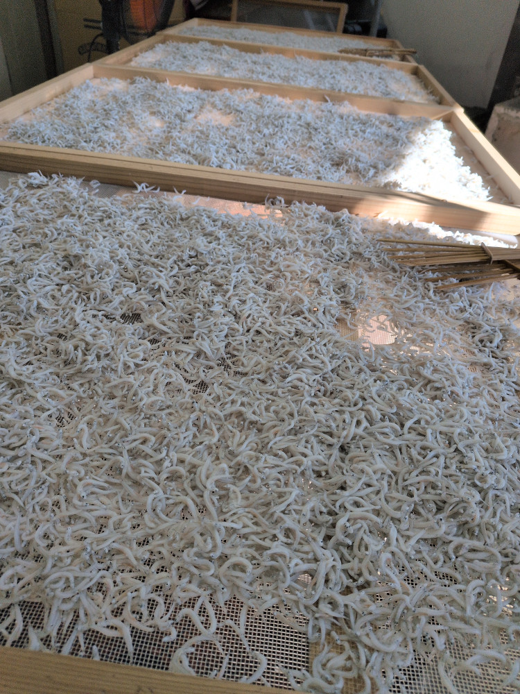 いた！いた！シラスいました！